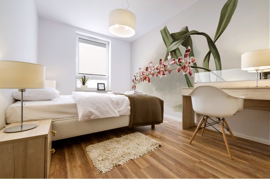 Odontoglossum hybridum leroyanum from Reichenbachia Orchids 1888-1894 illustrated by Frederick Sander 1847-1920.  Mural print