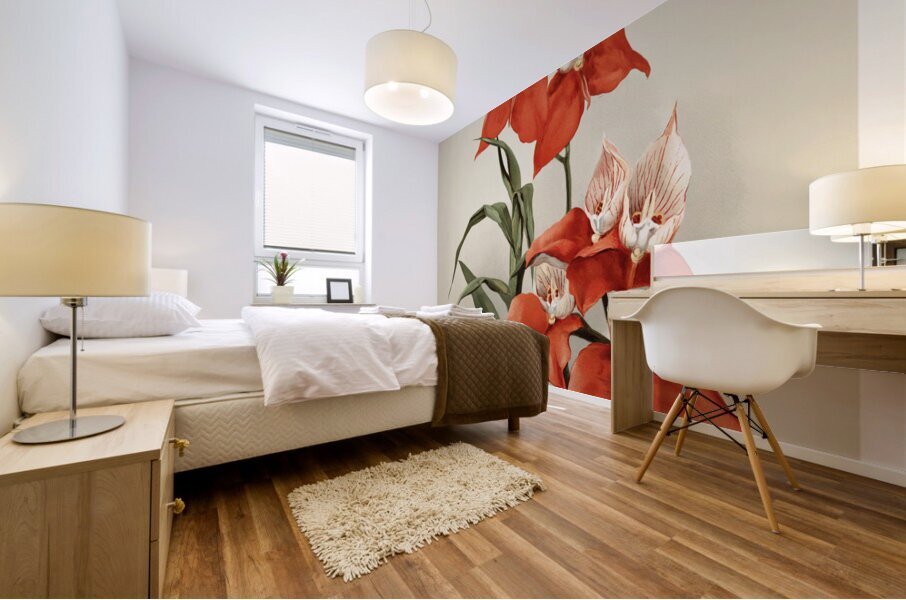 Disa grandiflora from Reichenbachia Orchids 1888-1894 illustrated by Frederick Sander 1847-1920.  Mural print