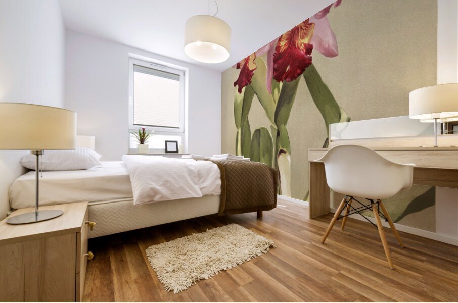 Cattleya hybrida hardyana from Reichenbachia Orchids 1888-1894 illustrated by Frederick Sander 1847-1920.  Mural print