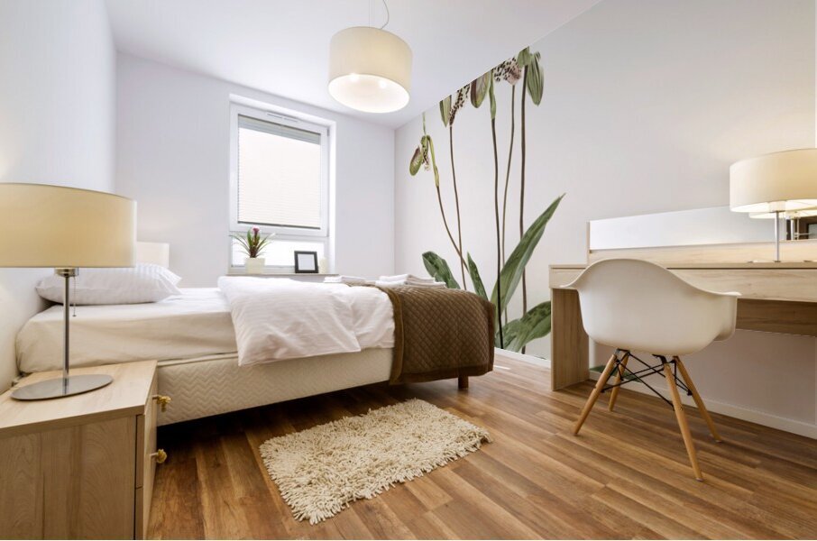 Cypripedium argus from Reichenbachia Orchids 1888-1894 illustrated by Frederick Sander 1847-1920.  Mural print