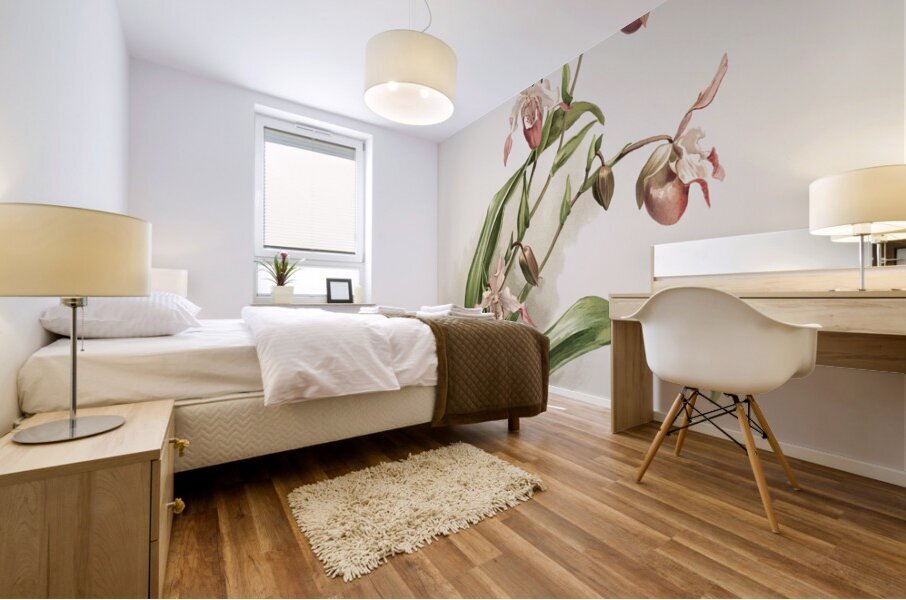 Selenipedium hybridum weidlichianum from Reichenbachia Orchids 1888-1894 illustrated by Frederick Sander 1847-1920.  Mural print