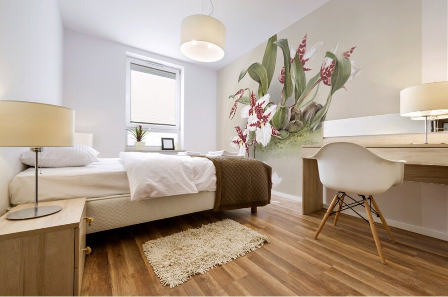 Odontoglossum rossii from Reichenbachia Orchids 1888-1894 by Frederick Sander 1847-1920.  Mural print