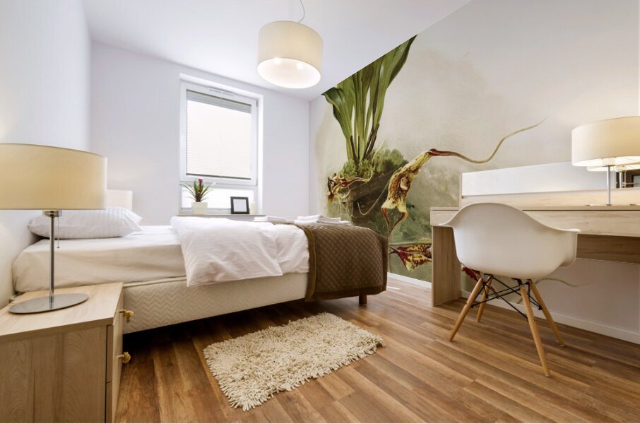 Masdevallia chimæra var mooreana from Reichenbachia Orchids 1888-1894 illustrated by Frederick Sander 1847-1920.  Mural print