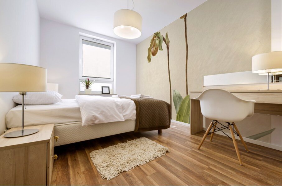 Cypripedium leeanum var giganteum from Reichenbachia Orchids 1888-1894 illustrated by Frederick Sander 1847-1920.  Mural print