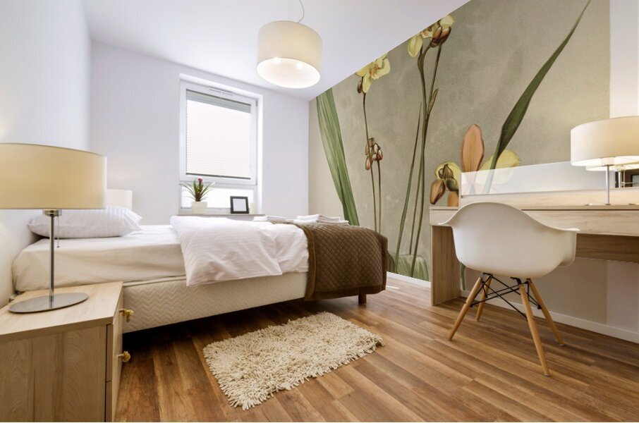 Kimballs Spathoglottis Spathoglottis kimballiana from Reichenbachia Orchids 1888-1894 illustrated by Frederick Sander 1847-1920.  Mural print