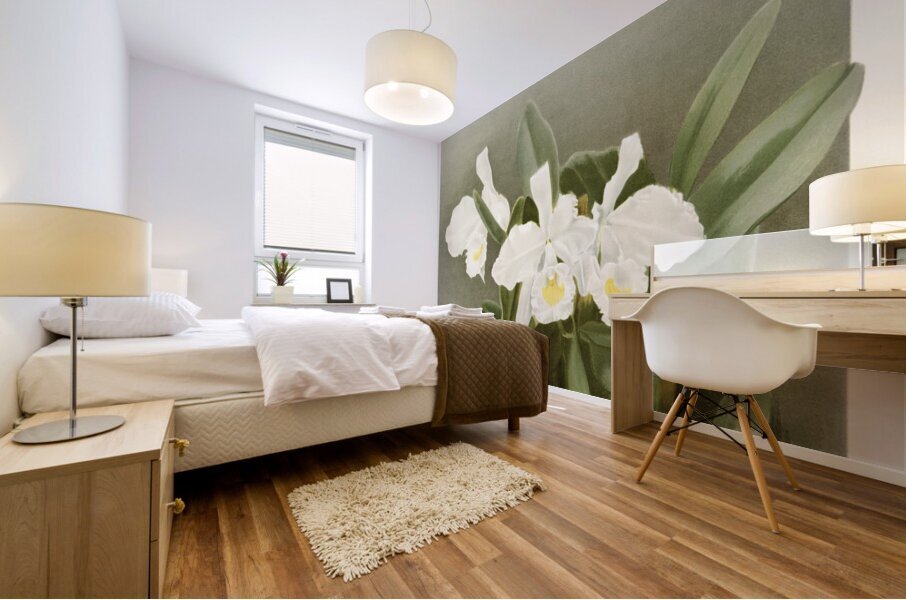 Cattleya trianæ alba from Reichenbachia Orchids 1888-1894 illustrated by Frederick Sander 1847-1920.  Mural print