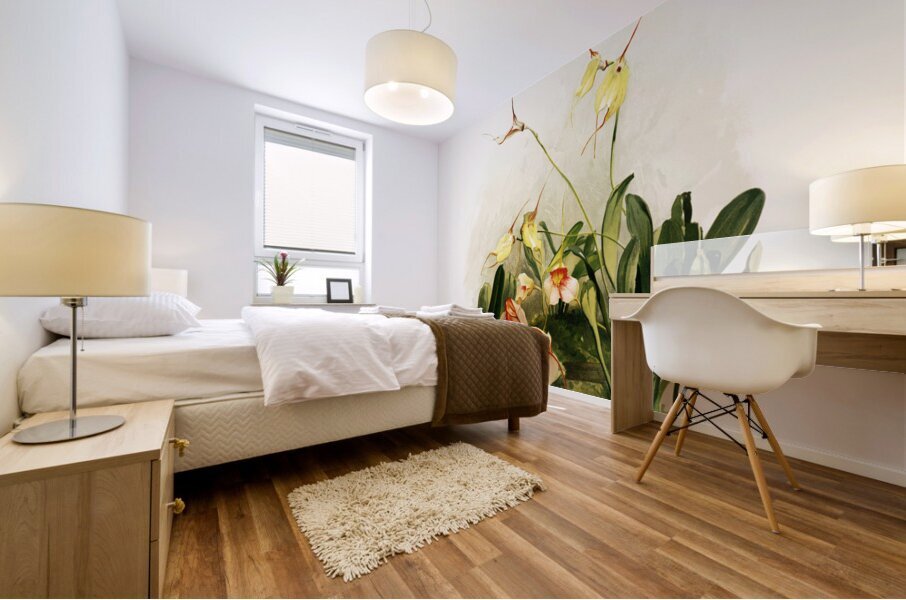 Hybrid masdevallias courtauldiana geleniana and measuresiana from Reichenbachia Orchids 1888-1894 illustrated by Frederick Sander 1847-1920.  Mural print