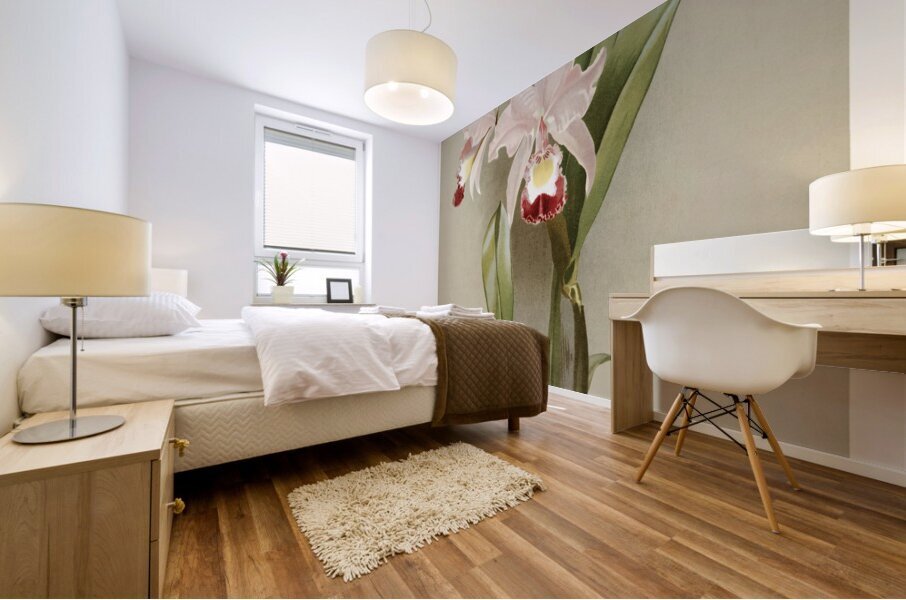 Cattleya victoria regina from Reichenbachia Orchids 1888-1894 illustrated by Frederick Sander 1847-1920.  Mural print