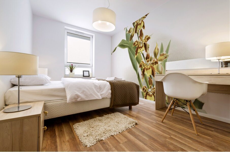 Odontoglossum luteo-purpureum prionopetalum from Reichenbachia Orchids 1888-1894 illustrated by Frederick Sander 1847-1920.  Mural print