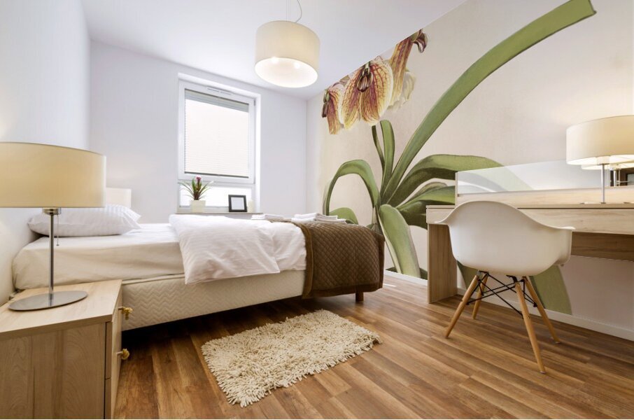 Vanda sanderiana from Reichenbachia Orchids 1888-1894 illustrated by Frederick Sander 1847-1920.  Mural print