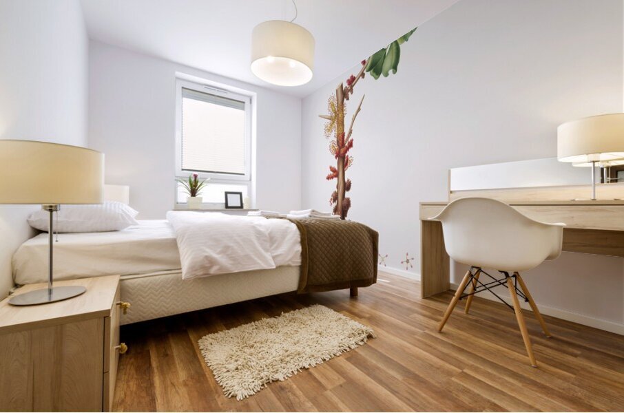 Carob flower Ceratonia siliqua from Pomona Italiana 1817 - 1839 by Giorgio Gallesio 1772-1839.  Mural print