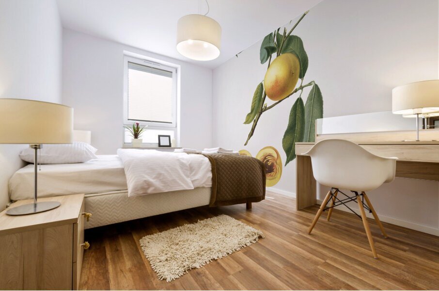 Peach Prunus persica from Pomona Italiana 1817 - 1839 by Giorgio Gallesio 1772-1839.  Mural print