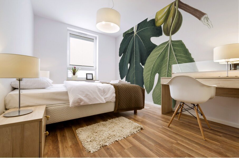 Fig Ficus carica sativa from Pomona Italiana 1817 - 1839 by Giorgio Gallesio 1772-1839.  Mural print