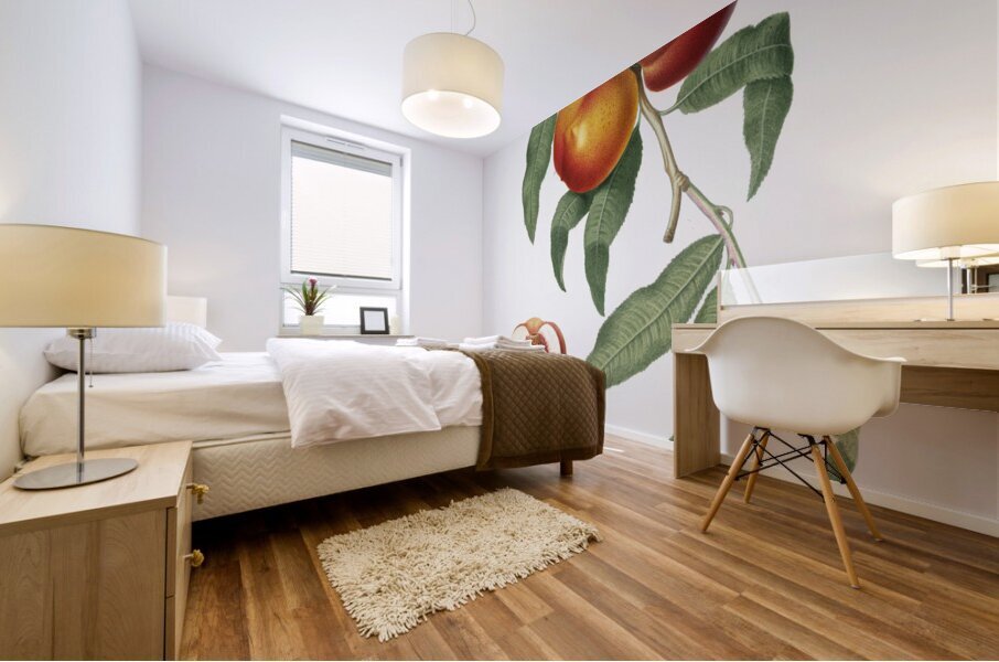 Walnut Persica violacea from Pomona Italiana 1817 - 1839 by Giorgio Gallesio 1772-1839.  Mural print