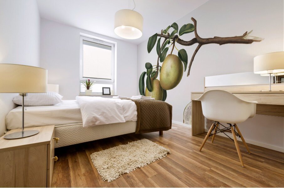 Pear Pyrus regalis from Pomona Italiana 1817 - 1839 by Giorgio Gallesio 1772-1839.  Mural print