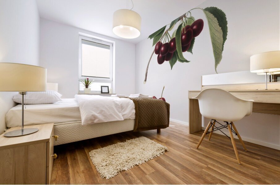 Cherry Cerasus visciola from Pomona Italiana 1817 - 1839 by Giorgio Gallesio 1772-1839.  Mural print