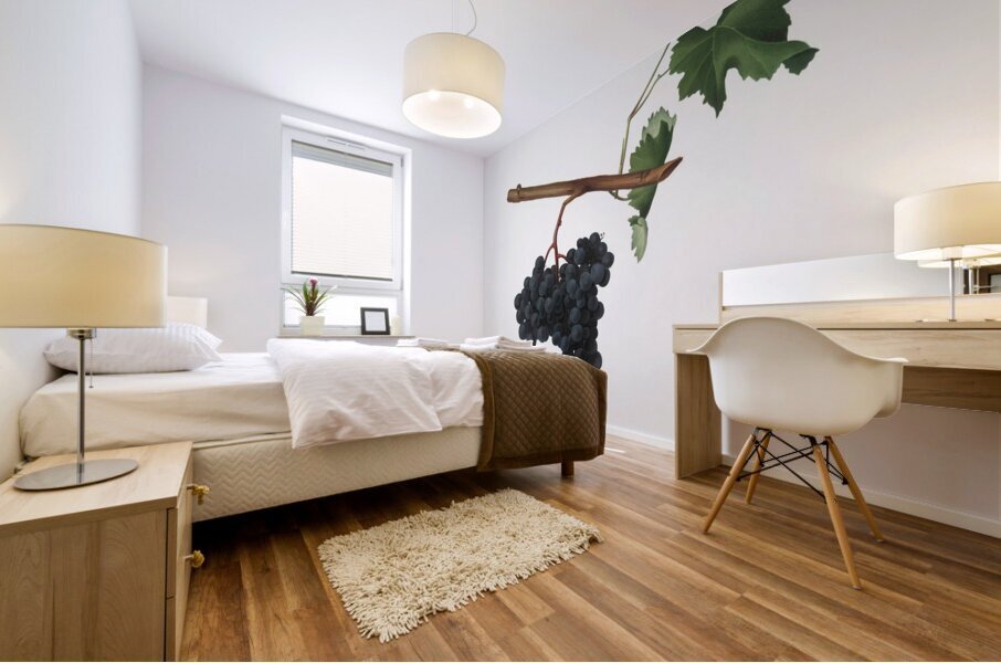 Apricot Prunus Sanctae Catherinae from Pomona Italiana 1817 - 1839 by Giorgio Gallesio 1772-1839.  Mural print