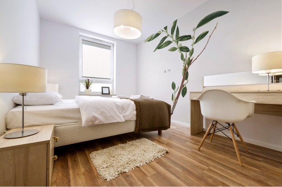 Jujube Fiorazione del Giuggiolo from Pomona Italiana 1817 - 1839 by Giorgio Gallesio 1772-1839.  Mural print