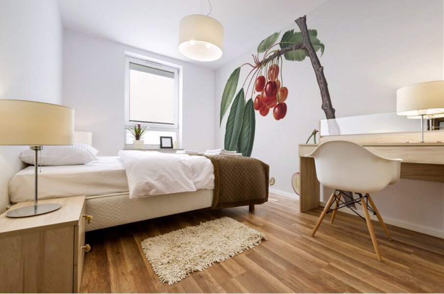 Cherry Prunus avium from Pomona Italiana 1817 - 1839 by Giorgio Gallesio 1772-1839.  Mural print