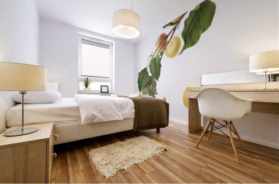 Apricot Armeniaca Alexandrina from Pomona Italiana 1817 - 1839 by Giorgio Gallesio 1772-1839.  Mural print