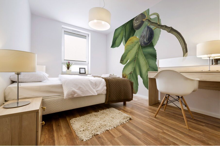 Apricot Armeniaca Alexandrina from Pomona Italiana 1817 - 1839 by Giorgio Gallesio 1772-1839.  Mural print