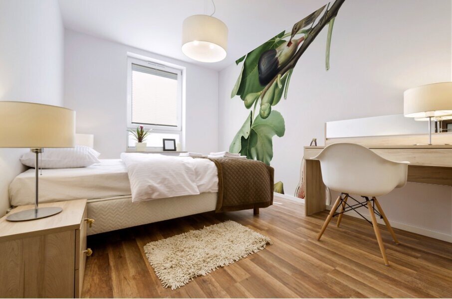 Fig Ficus carica sativa from Pomona Italiana 1817 - 1839 by Giorgio Gallesio 1772-1839.  Mural print