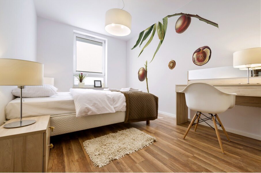 Peach Prunus persica from Pomona Italiana 1817 - 1839 by Giorgio Gallesio 1772-1839.  Mural print