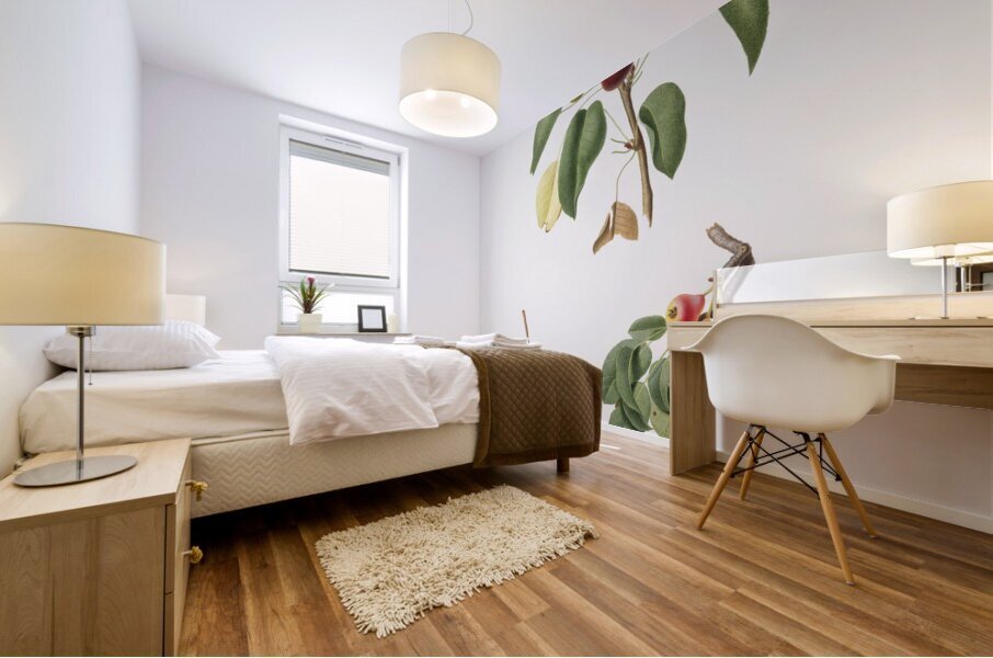 Musky pear Pyrus sativa from Pomona Italiana 1817 - 1839 by Giorgio Gallesio 1772-1839.  Mural print