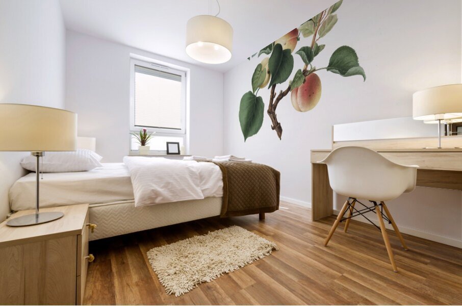 Apricot Alessandrina seconda from Pomona Italiana 1817 - 1839 by Giorgio Gallesio 1772-1839.  Mural print