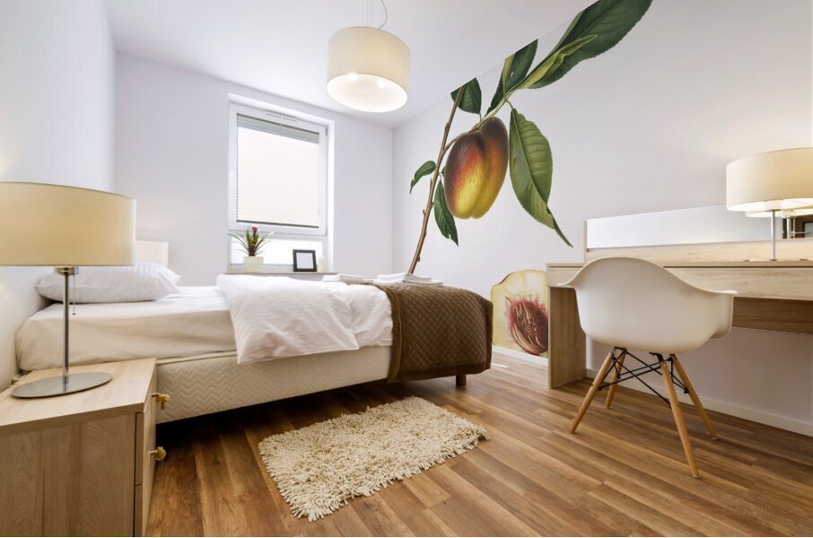 Peach Prunus persica from Pomona Italiana 1817 - 1839 by Giorgio Gallesio 1772-1839.  Mural print