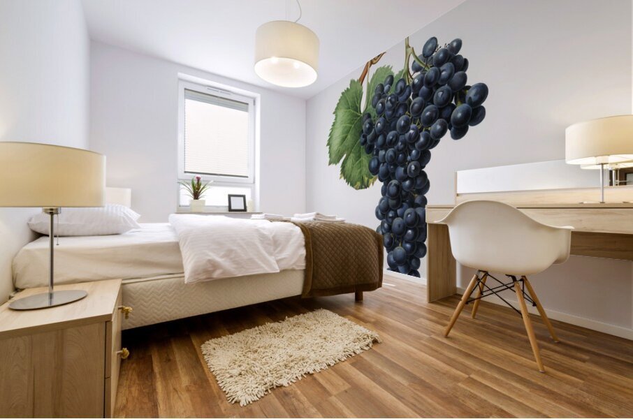 Grape Spanna Vitis vinifera Pedemontana from Pomona Italiana 1817 - 1839 by Giorgio Gallesio 1772-1839.  Mural print