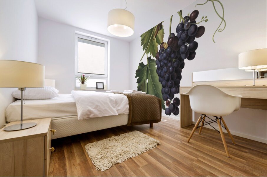 Black grape Vitis vinifera from Pomona Italiana 1817 - 1839 by Giorgio Gallesio 1772-1839.  Mural print