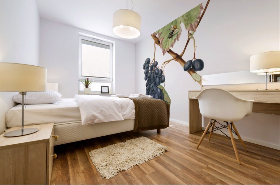 Peach Amygdalus persica iulodermis from Pomona Italiana 1817 - 1839 by Giorgio Gallesio 1772-1839.  Mural print