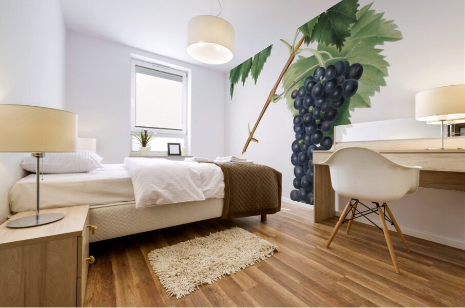 Black Aleatico grape Vitis vinifera from Pomona Italiana 1817 - 1839 by Giorgio Gallesio 1772-1839.  Mural print