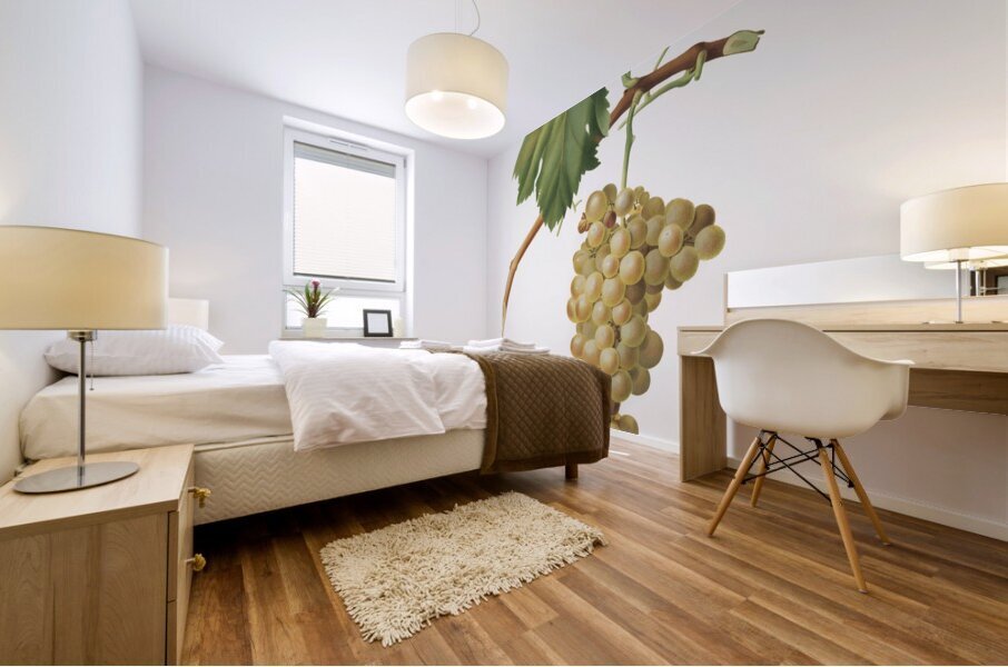 Grape vine Vitis vinifera Niciensis from Pomona Italiana 1817 - 1839 by Giorgio Gallesio 1772-1839.  Mural print