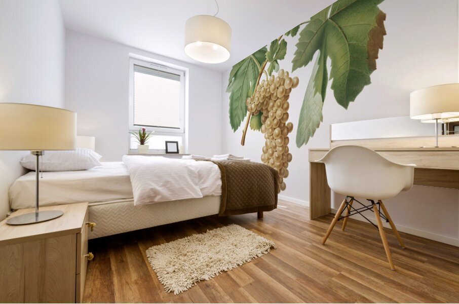 Trebbiano grapes Vitis vinifera Trebulana Florentina from Pomona Italiana 1817 - 1839 by Giorgio Gallesio 1772-1839.  Impression murale