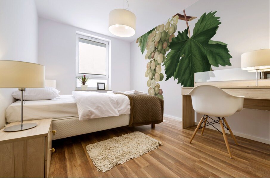 Muscat grape Vitis vinifera Moscata from Pomona Italiana 1817 - 1839 by Giorgio Gallesio 1772-1839.  Mural print