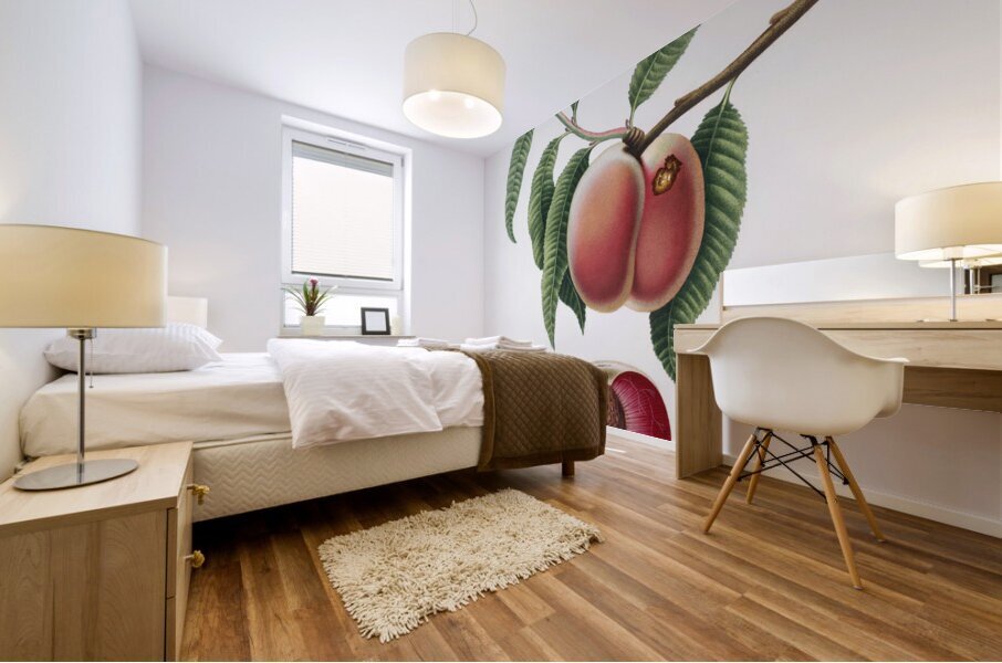 Carrot Peach Persica carota from Pomona Italiana 1817 - 1839 by Giorgio Gallesio 1772-1839.  Mural print