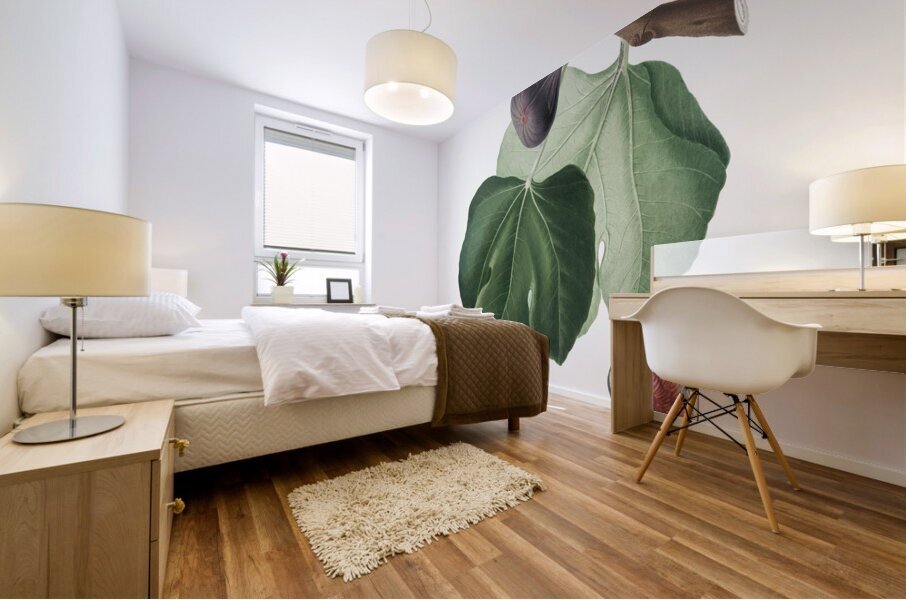 Black Fig Ficus carica from Pomona Italiana 1817 - 1839 by Giorgio Gallesio 1772-1839.  Mural print