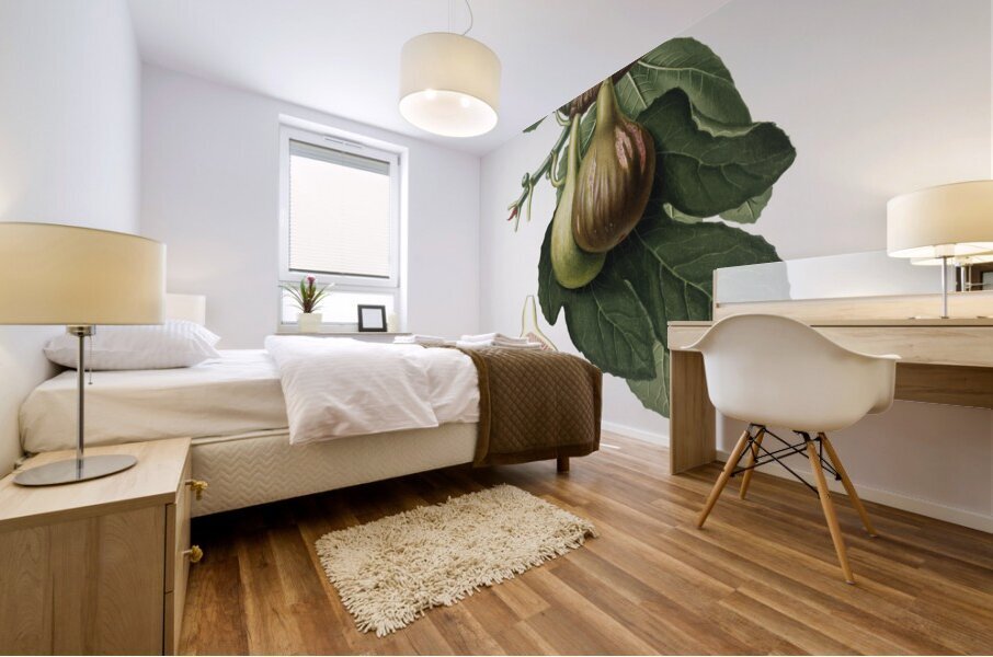 Fig Ficus carica from Pomona Italiana 1817 - 1839 by Giorgio Gallesio 1772-1839.  Mural print