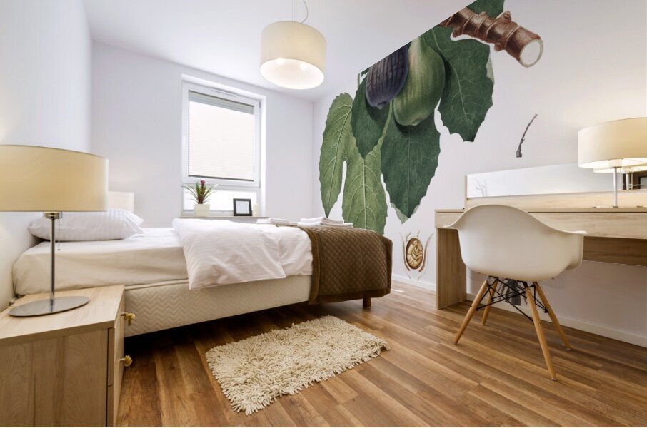 Cherry Cerasus Duracina from Pomona Italiana 1817 - 1839 by Giorgio Gallesio 1772-1839.  Mural print