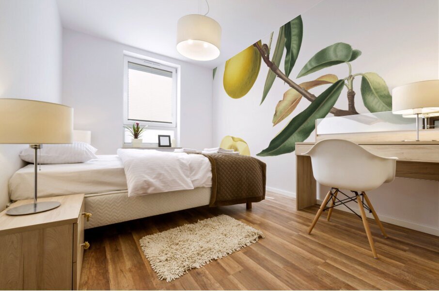 Peach Prunus persica from Pomona Italiana 1817 - 1839 by Giorgio Gallesio 1772-1839.  Mural print