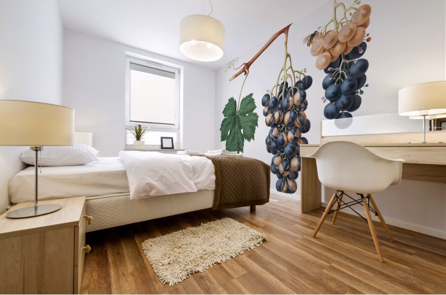 Summer grape Vites vinifera bicolor from Pomona Italiana 1817 - 1839 by Giorgio Gallesio 1772-1839.  Mural print