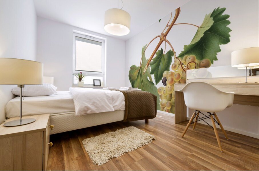 Vermentino grapes Vitis ligustica feracissima from Pomona Italiana 1817 - 1839 by Giorgio Gallesio 1772-1839.  Mural print