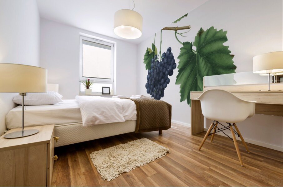 Lacrima grapes Vitis vinifera Vallisarnensis from Pomona Italiana 1817 - 1839 by Giorgio Gallesio 1772-1839.  Mural print