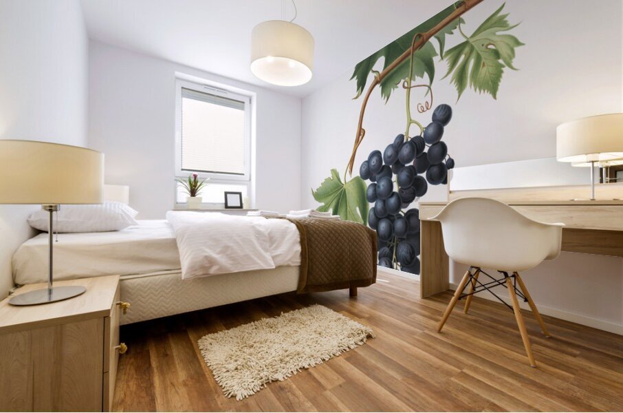 Brachetto grape Vitis vinifera niceaensis from Pomona Italiana 1817 - 1839 by Giorgio Gallesio 1772-1839.  Mural print