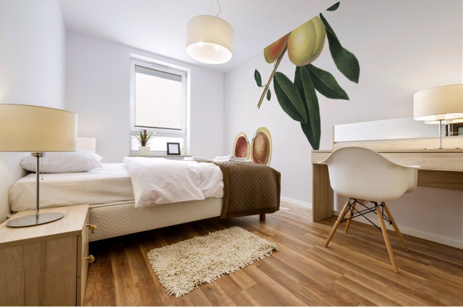 Peach Persica amygdalus from Pomona Italiana 1817 - 1839 by Giorgio Gallesio 1772-1839.  Mural print