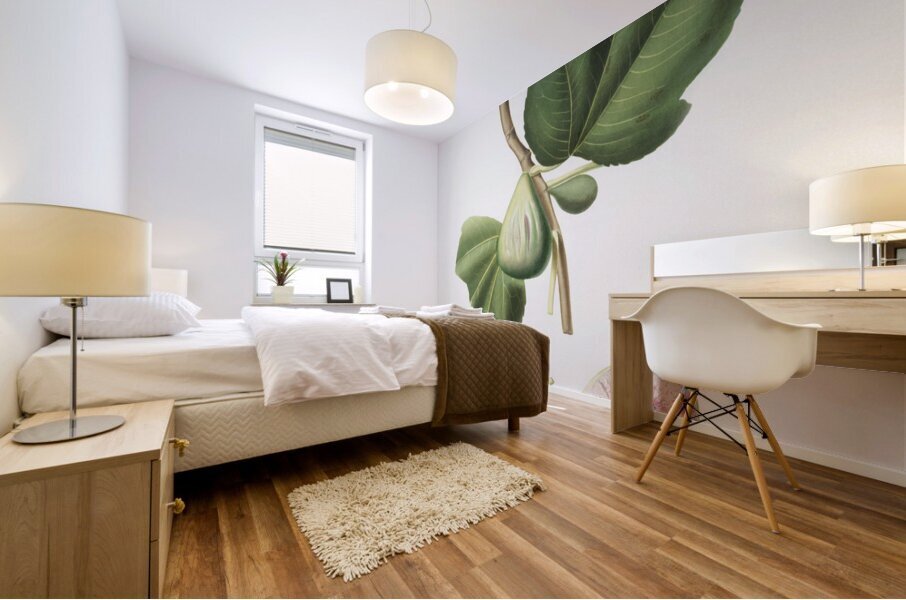 Fig Ficus carica bifera from Pomona Italiana 1817 - 1839 by Giorgio Gallesio 1772-1839.  Mural print