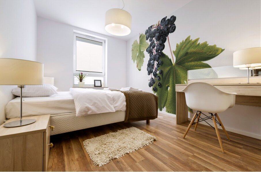 Grape Colorino Vitis vinifera auxiliaria  from Pomona Italiana 1817 - 1839 by Giorgio Gallesio 1772-1839.  Mural print