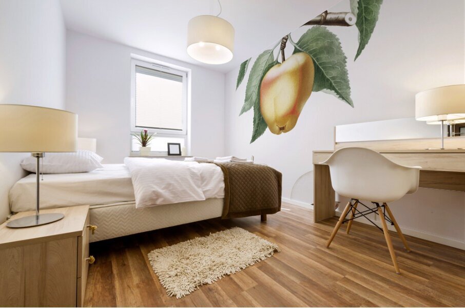 Carla Apple Melo Carlo from Pomona Italiana 1817 - 1839 by Giorgio Gallesio 1772-1839.  Mural print